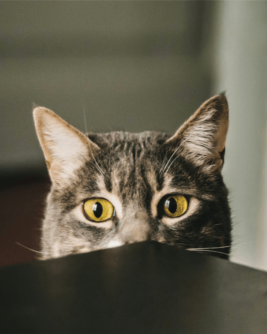 Cat with golden eyes looking over table,  cat of Clean Litter Club and SiftEase