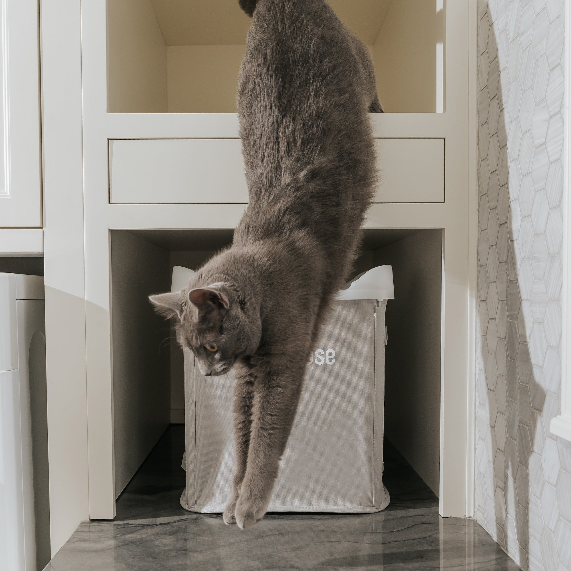 Cat is jumping down from laundry room shelf above Siftease litter sifter box cleaner