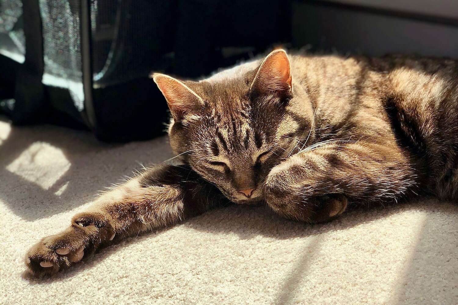 Travel Easier with Your Cat: Litter Box Logistics