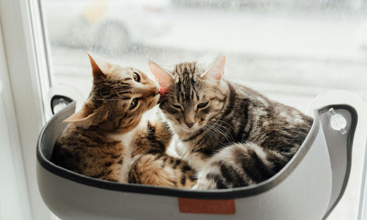 Fur-st Impressions: How to Introduce a New Cat to Your Feline Family