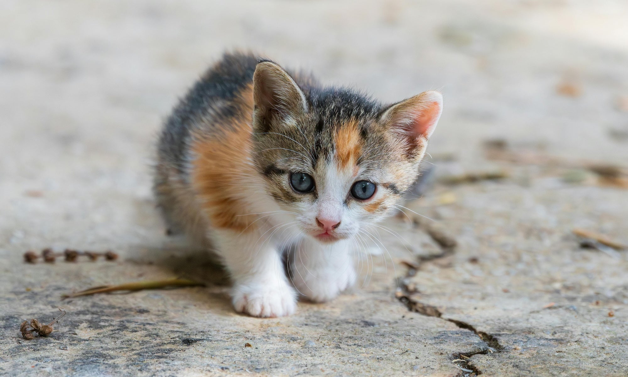 Feeding Cats 101: How Much to Feed Kittens