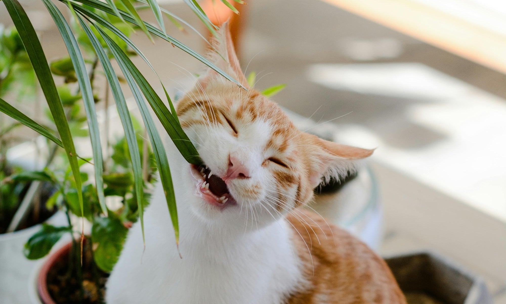 Poisonous Plants for Cats: Protect Your Feline from Harmful Greens