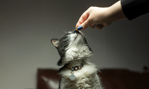 How to Choose the Right Cat Treat