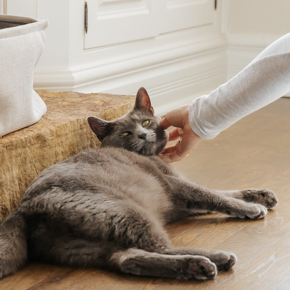 Relaxing cat happy to have a clean litter box